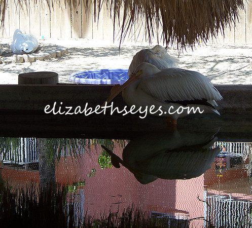 Suncoast Seabirds 4